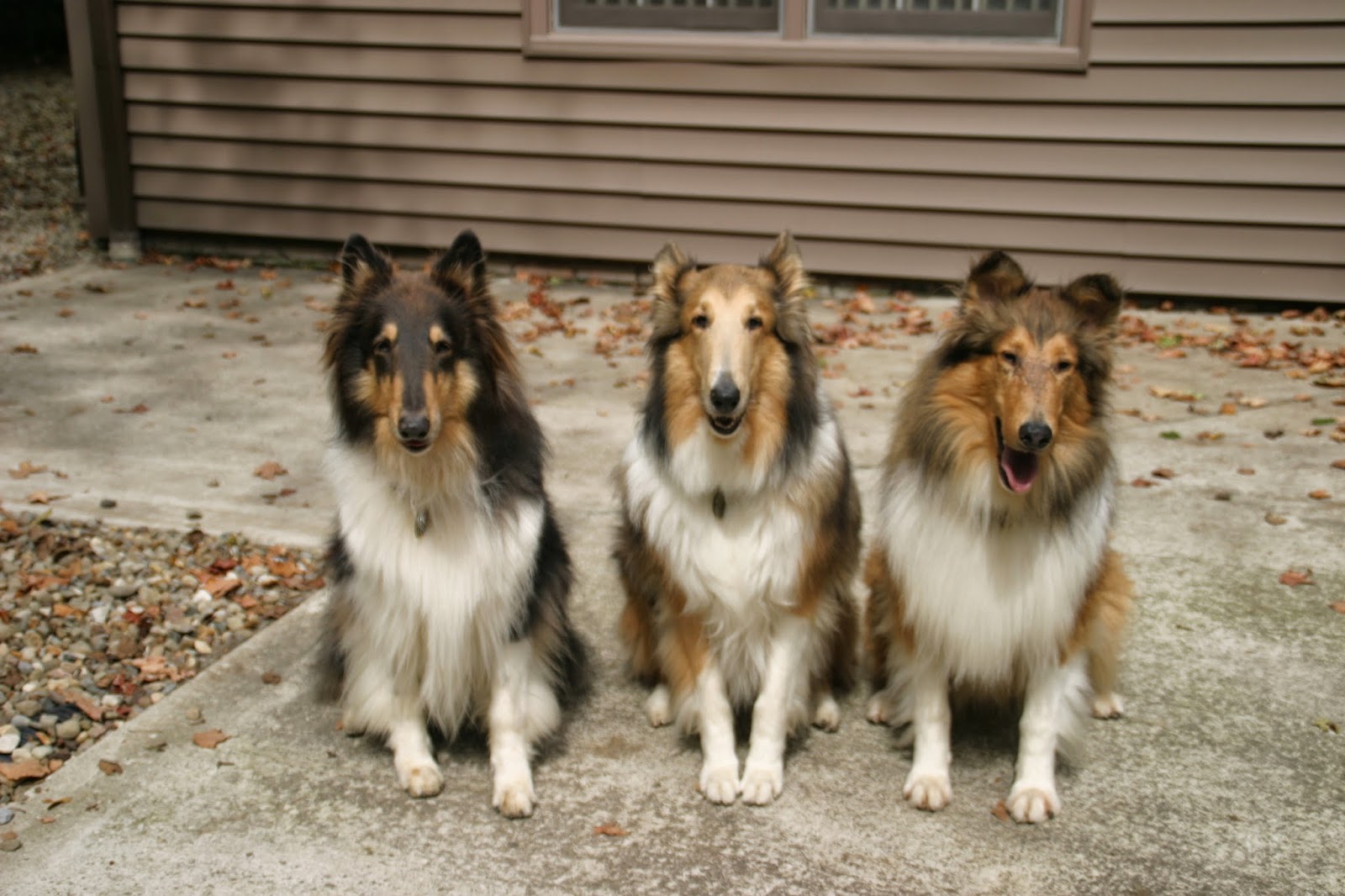 Companion Animal Hospital - Solon , United States