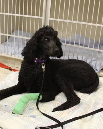 Emergency Veterinary Clinic Hwy 10 - Brampton , Canada