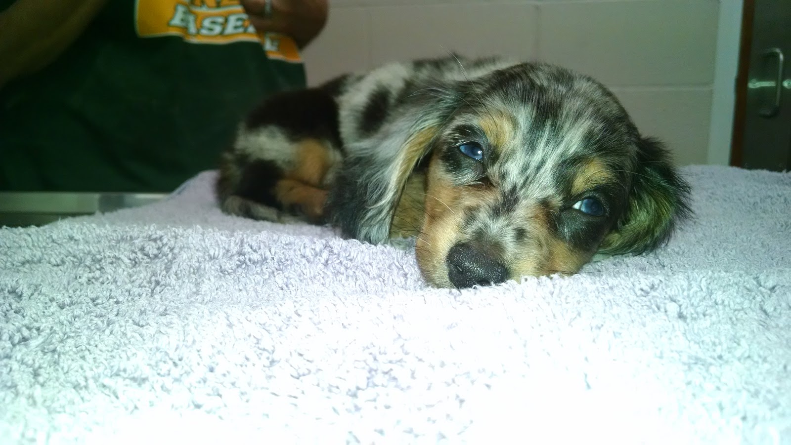Vca Apex Animal Hospital - Apex , United States