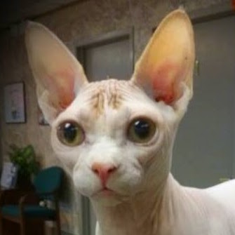 Berkley Animal Hospital - Berkley , United States