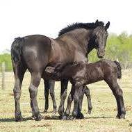 Pheasant Ridge Equine Clinic - Cumming , United States