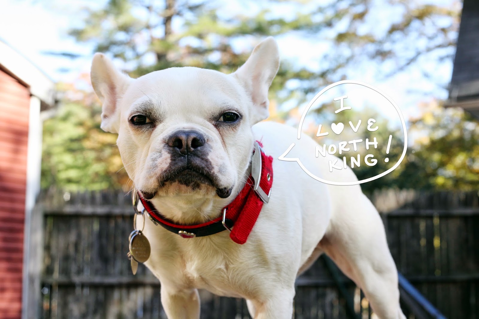 North King Animal Clinic - Northampton , United States