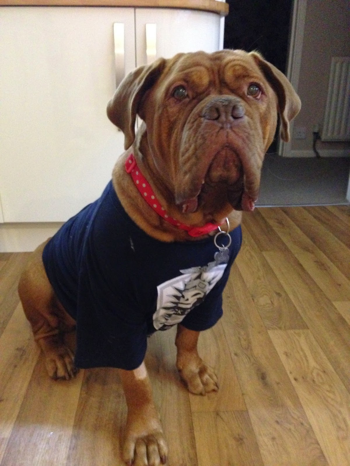 Hillyfields Vets - Winscombe , United Kingdom