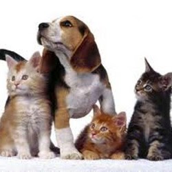 Brooker Ridge Animal Hospital - Newmarket , Canada
