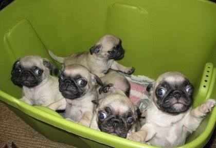 Hawthorn Veterinary Clinic - Hawthorn , Australia