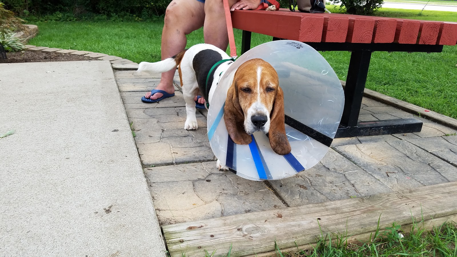 Airway Animal Clinic - Dayton , United States