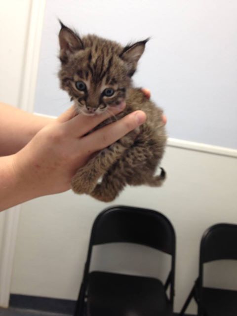 Sayers Animal Hospital - Adkins , United States