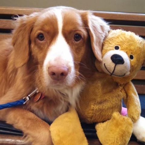 Tufts Veterinary Emergency Treatment And Specialties - Walpole , United States