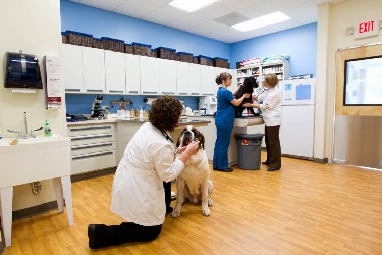 All 4 Paws Animal Hospital - Apex , United States