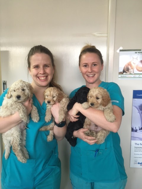 Northgate Veterinary Surgery - Northgate , Australia