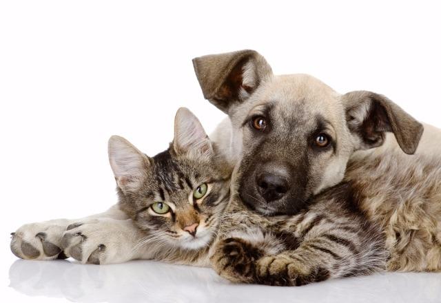 Norwood Park Animal Hospital Ltd. - Norridge , United States