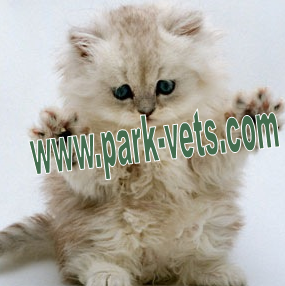 Park Veterinary Group Penarth - Penarth , United Kingdom