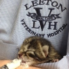 Leeton Veterinary Hospital - Leeton , Australia