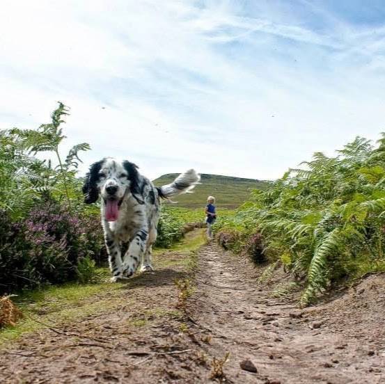 Abbey Veterinary Centres Brecon - Brecon , United Kingdom