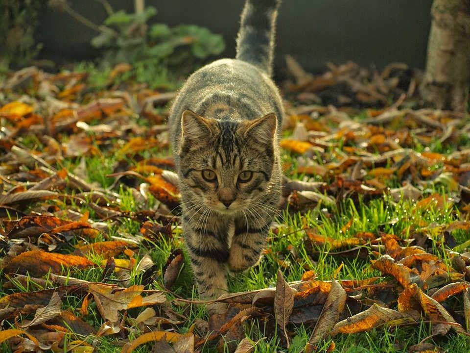 London Road Veterinary Centre - King's Lynn , United Kingdom