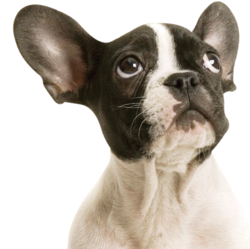 Pet Vets - Auckland , New Zealand