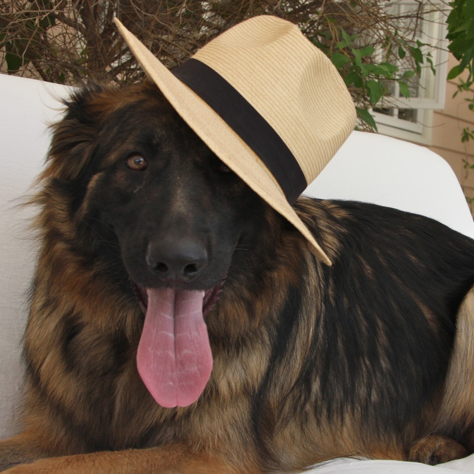Vca Animal Medical Center - Van Nuys , United States