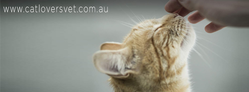 Catlovers Veterinary Clinic - Frankston South , Australia