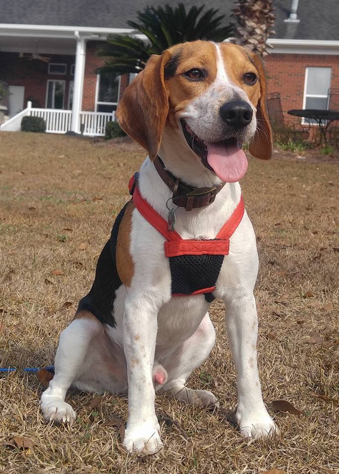 Tlc Veterinary Hospital - Semmes , United States