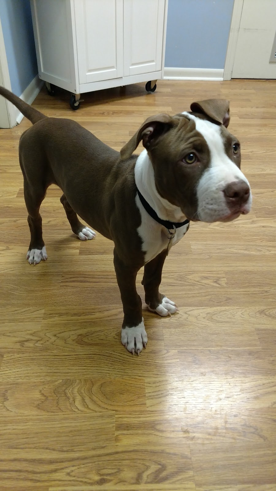 Turner Animal Hospital - Kansas City , United States