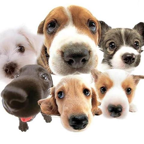 Box Hill Veterinary Clinic - Box Hill , Australia