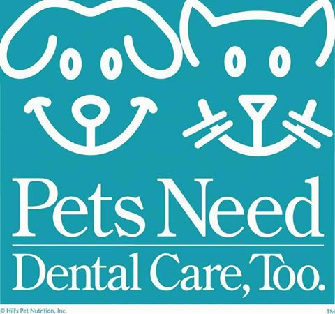 Whetstone Veterinary Clinic - Mountain Grove , United States