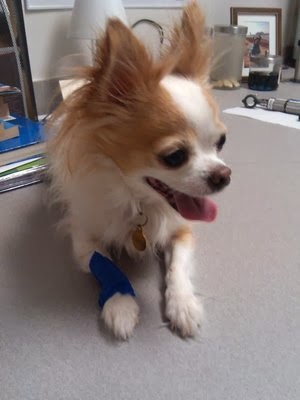 West Burleigh Vet Clinic - Milwaukee , United States