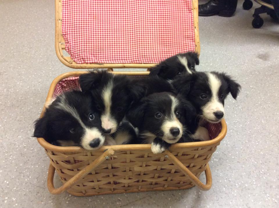 Doyalson Animal Hospital - Doyalson , Australia
