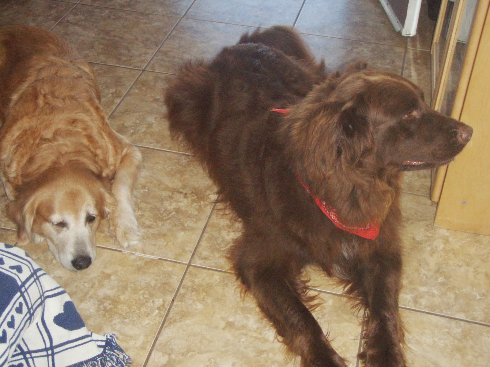 Rose Canyon Animal Hospital - San Diego , United States