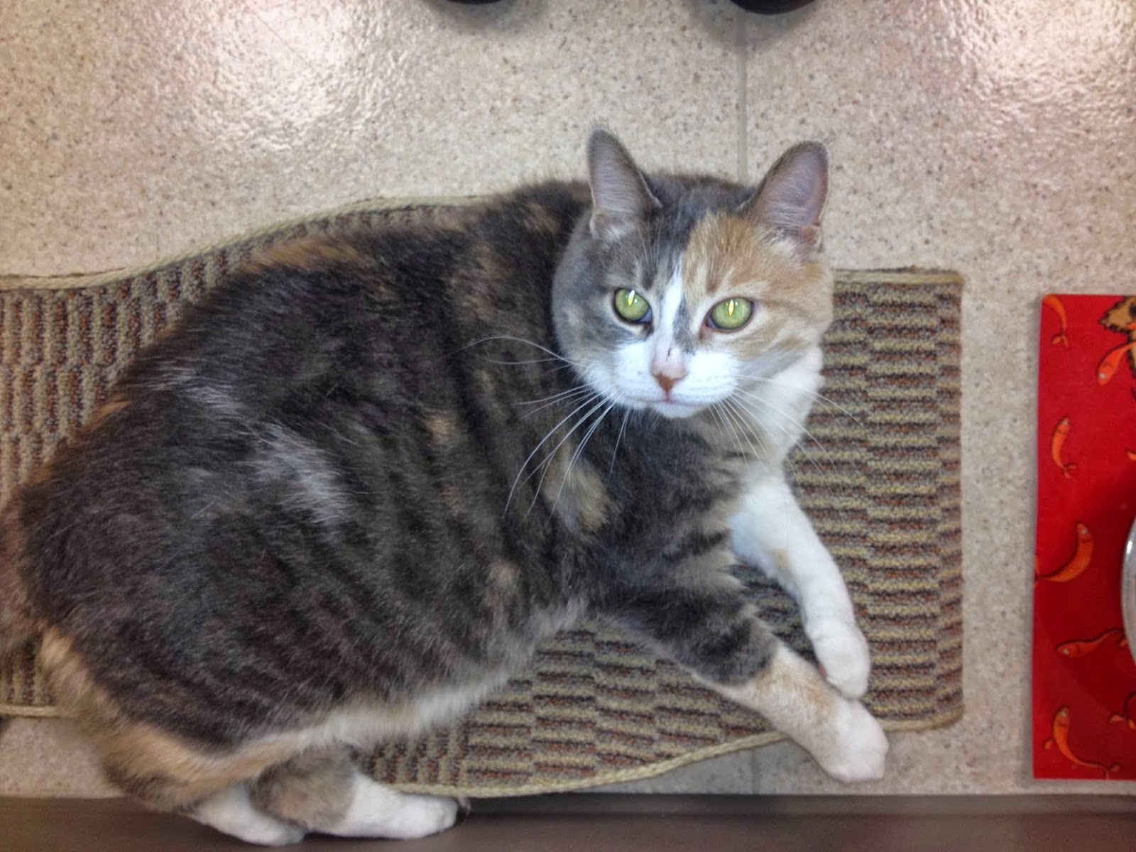 Williamsburg Veterinary Hospital - Kitchener , Canada