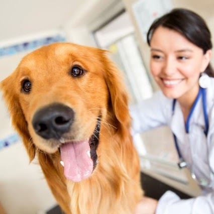 Castroville Veterinary Clinic - Castroville , United States