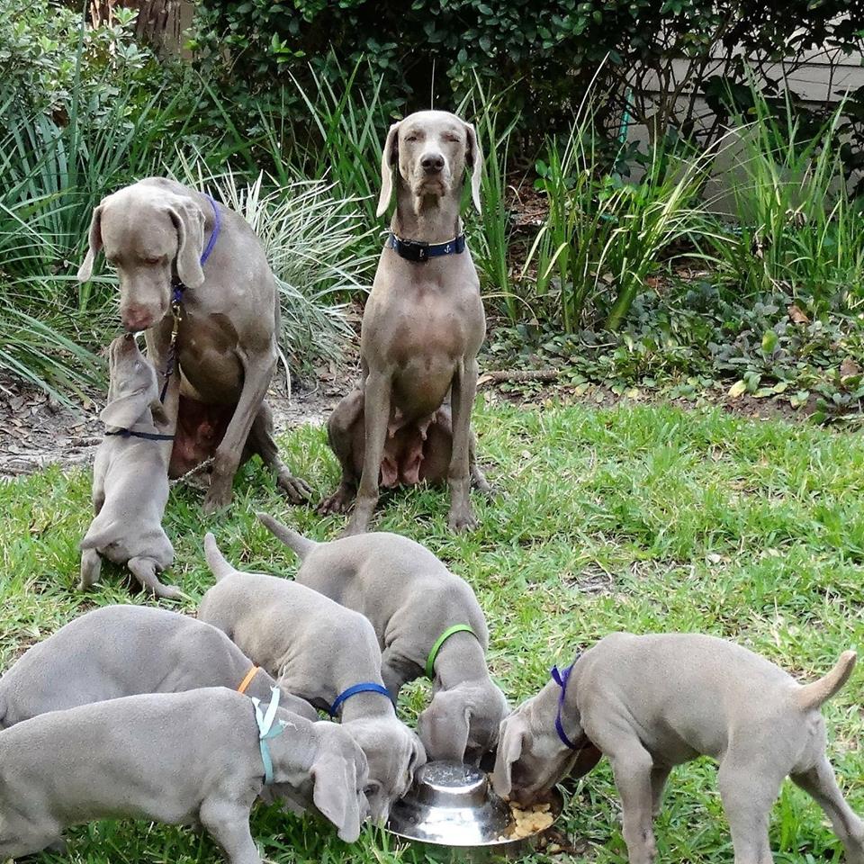 Plantation Animal Hospital - Hilton Head Island , United States