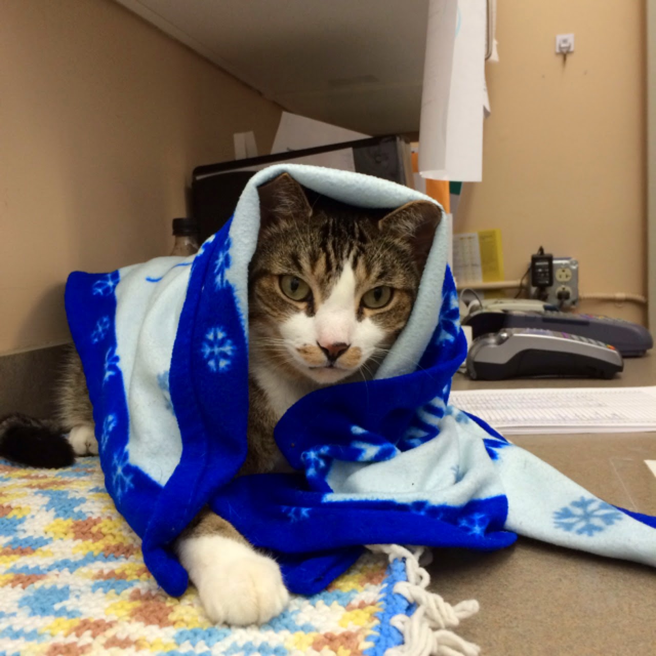 Irondequoit Animal Hospital - Rochester , United States
