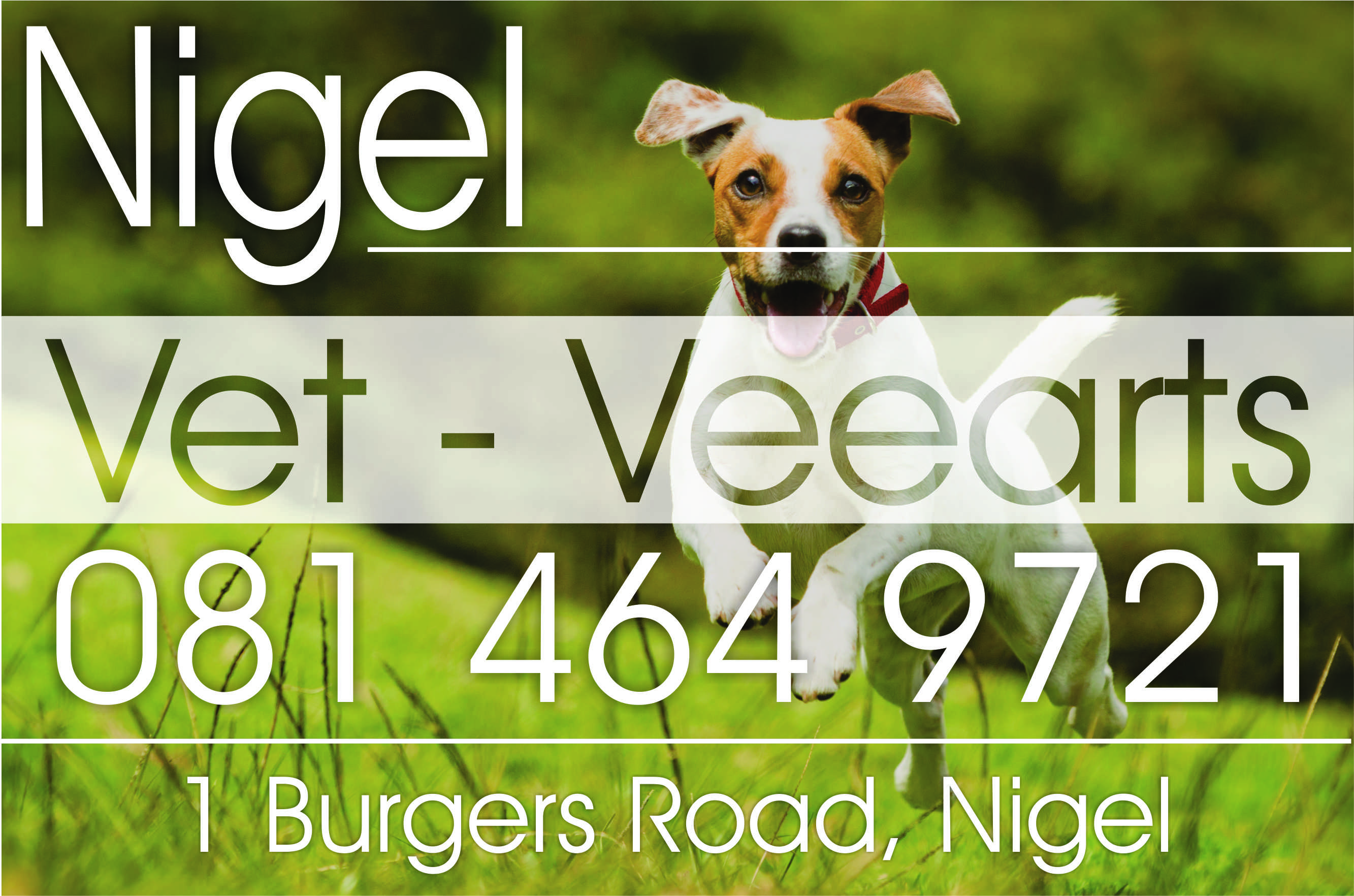 Nigel Animal Clinic - Nigel , South Africa