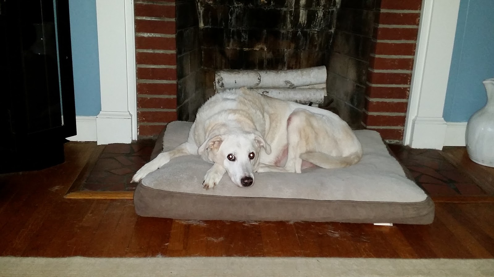 Warwick Animal Hospital - Newport News , United States