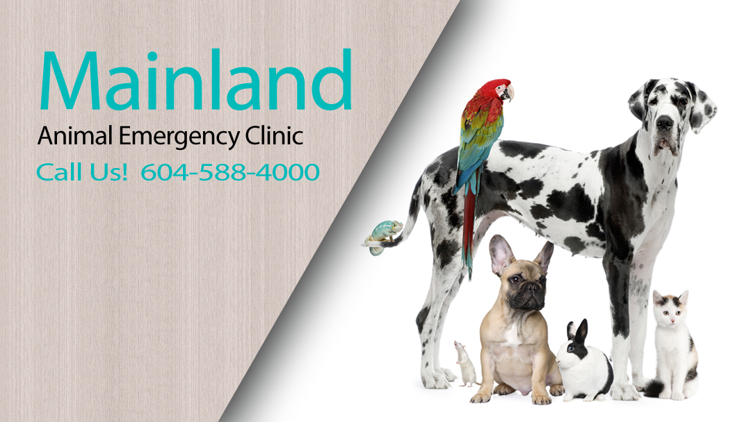 Mainland Animal Emergency Clinic Surrey - Surrey , Canada
