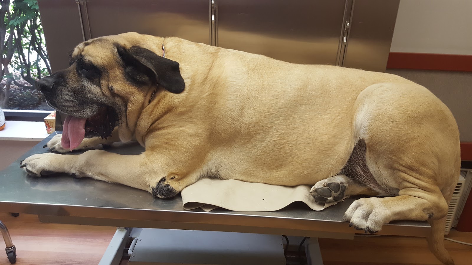 Ridgefield Veterinary Center - Ridgefield , United States