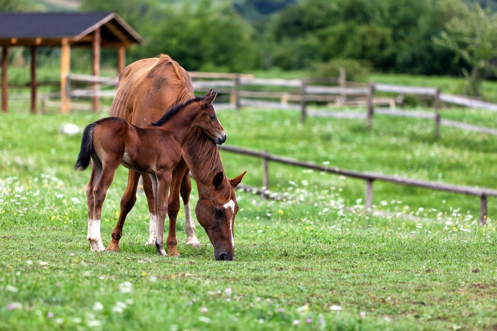 Willamette Valley Equine Veterinary Services - Wilsonville , United States