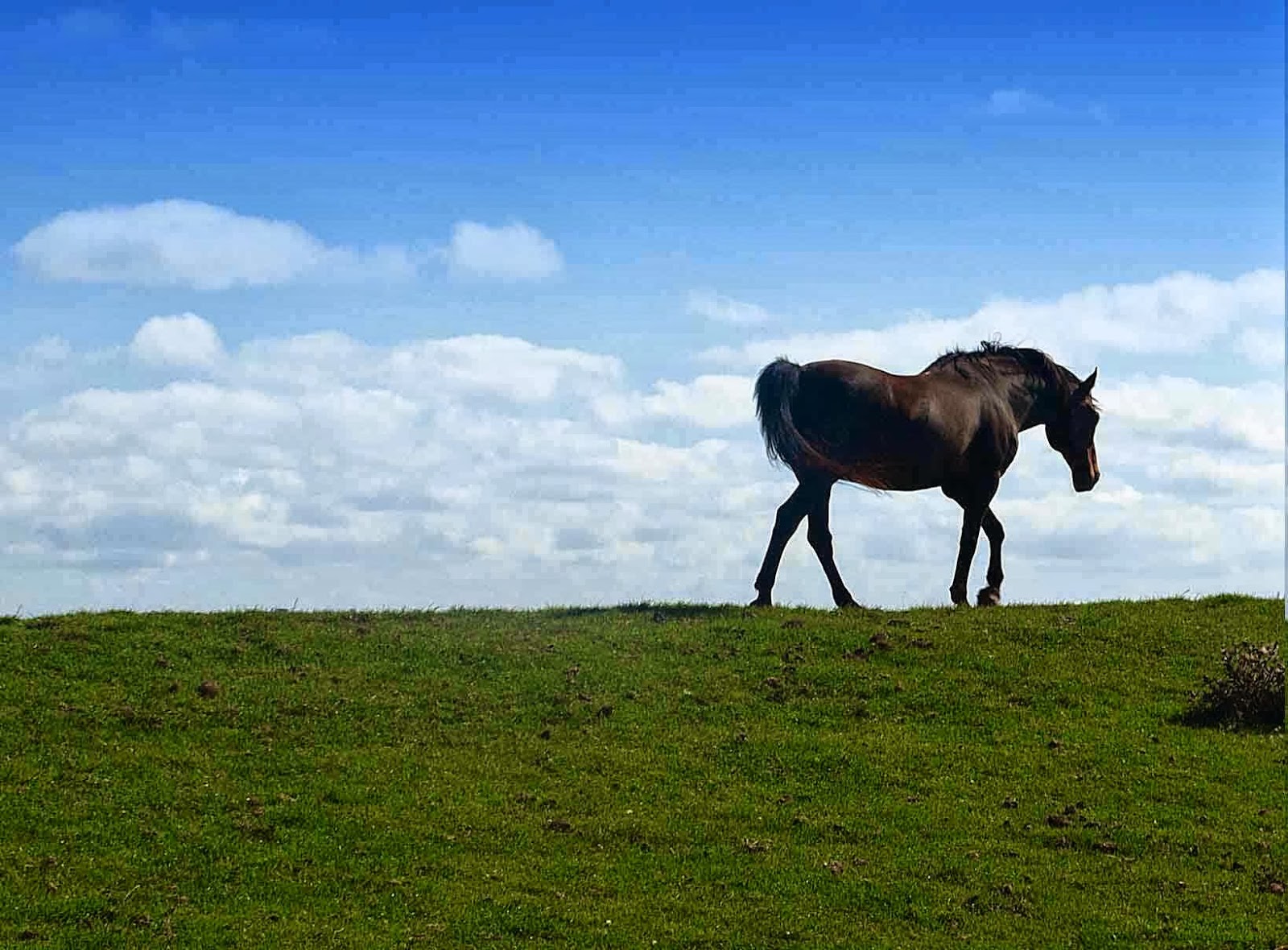 Abbey Veterinary Centres Abergavenny - Abergavenny , United Kingdom