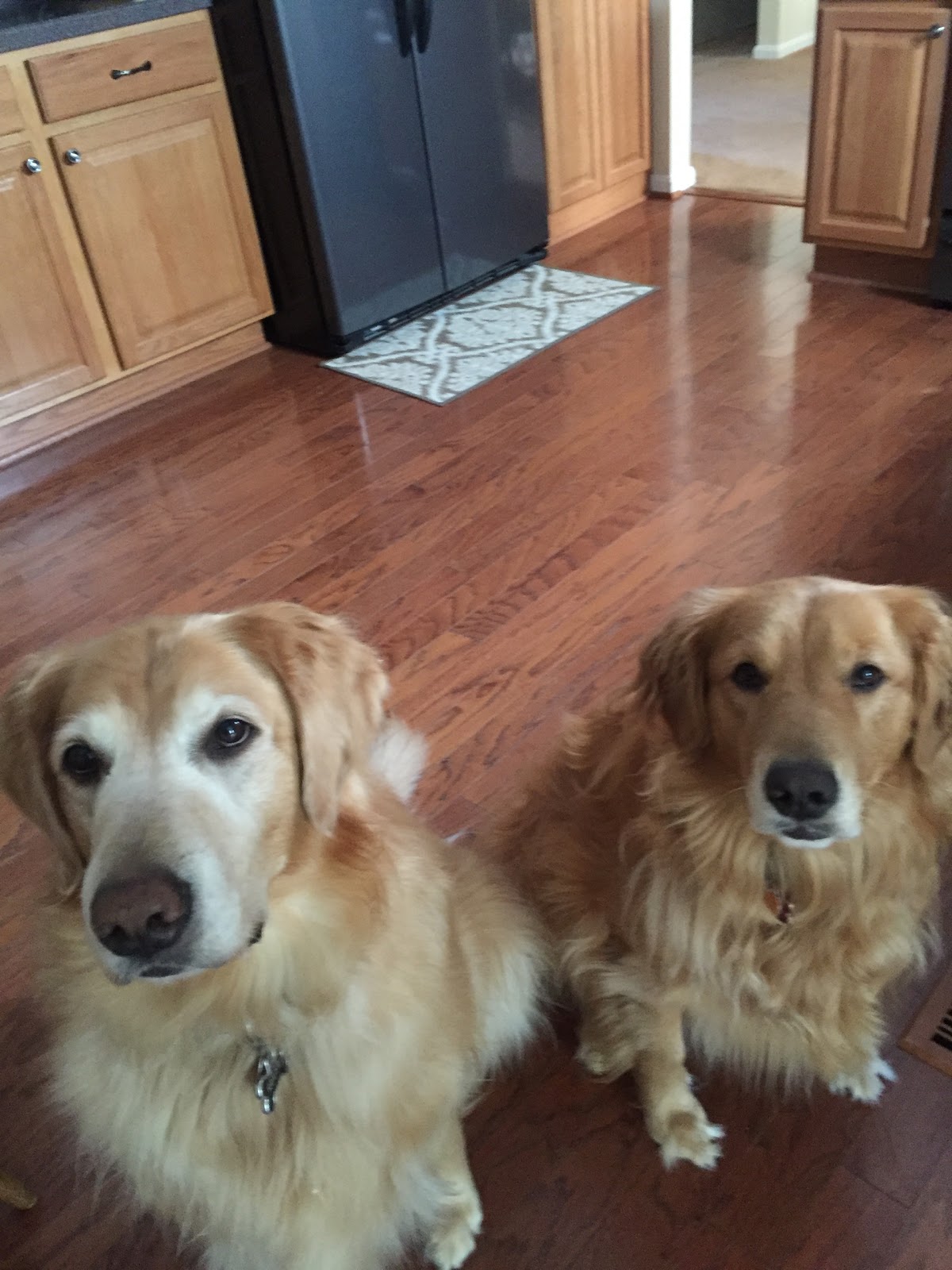 Animal Care Center And Pet Resort - Joppatowne , United States