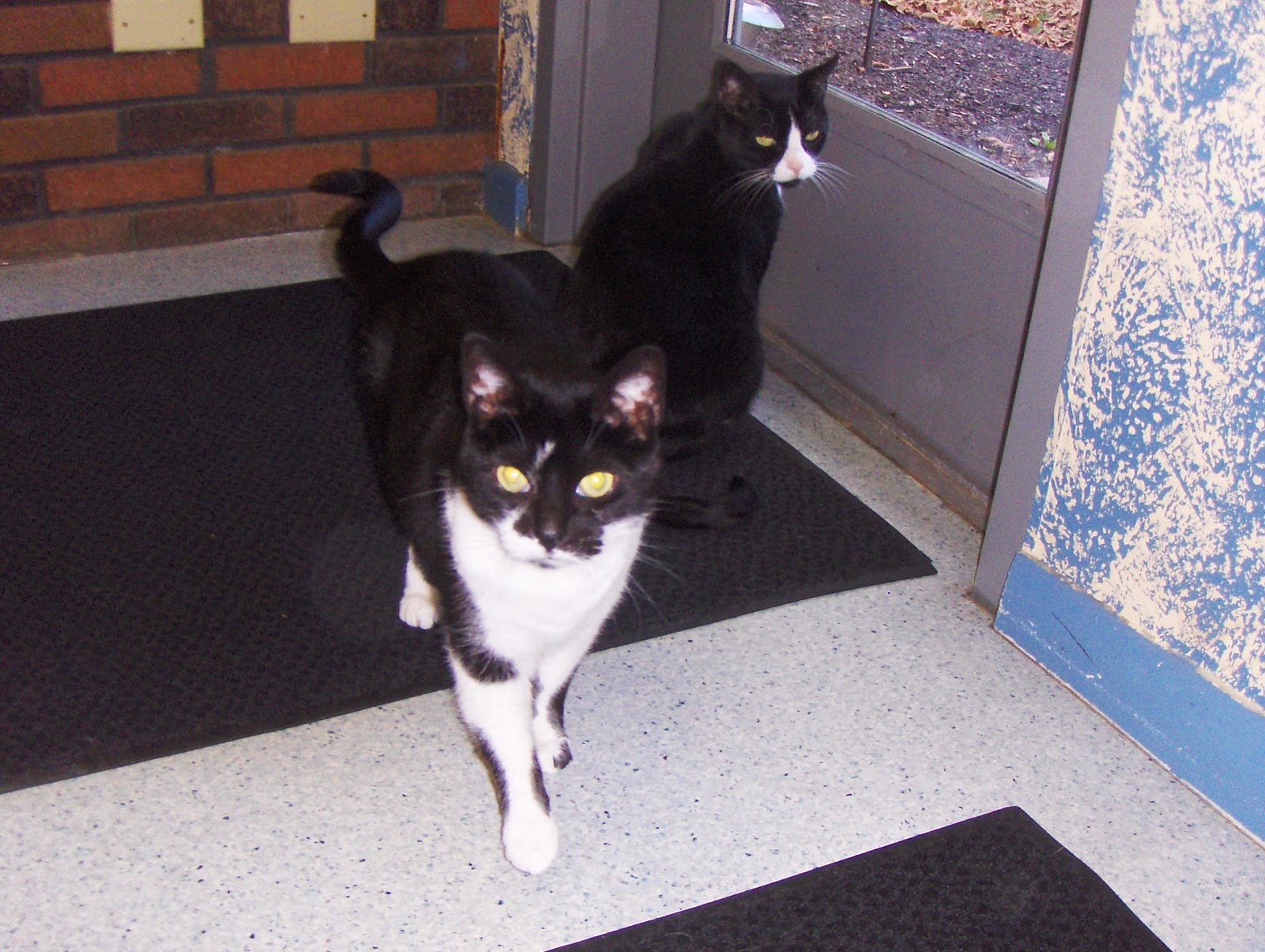 West Valley Animal Hospital - Allentown , United States