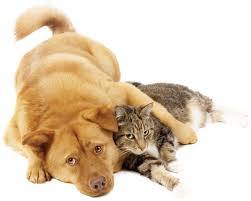 Animal Medical Center - Orland Park , United States