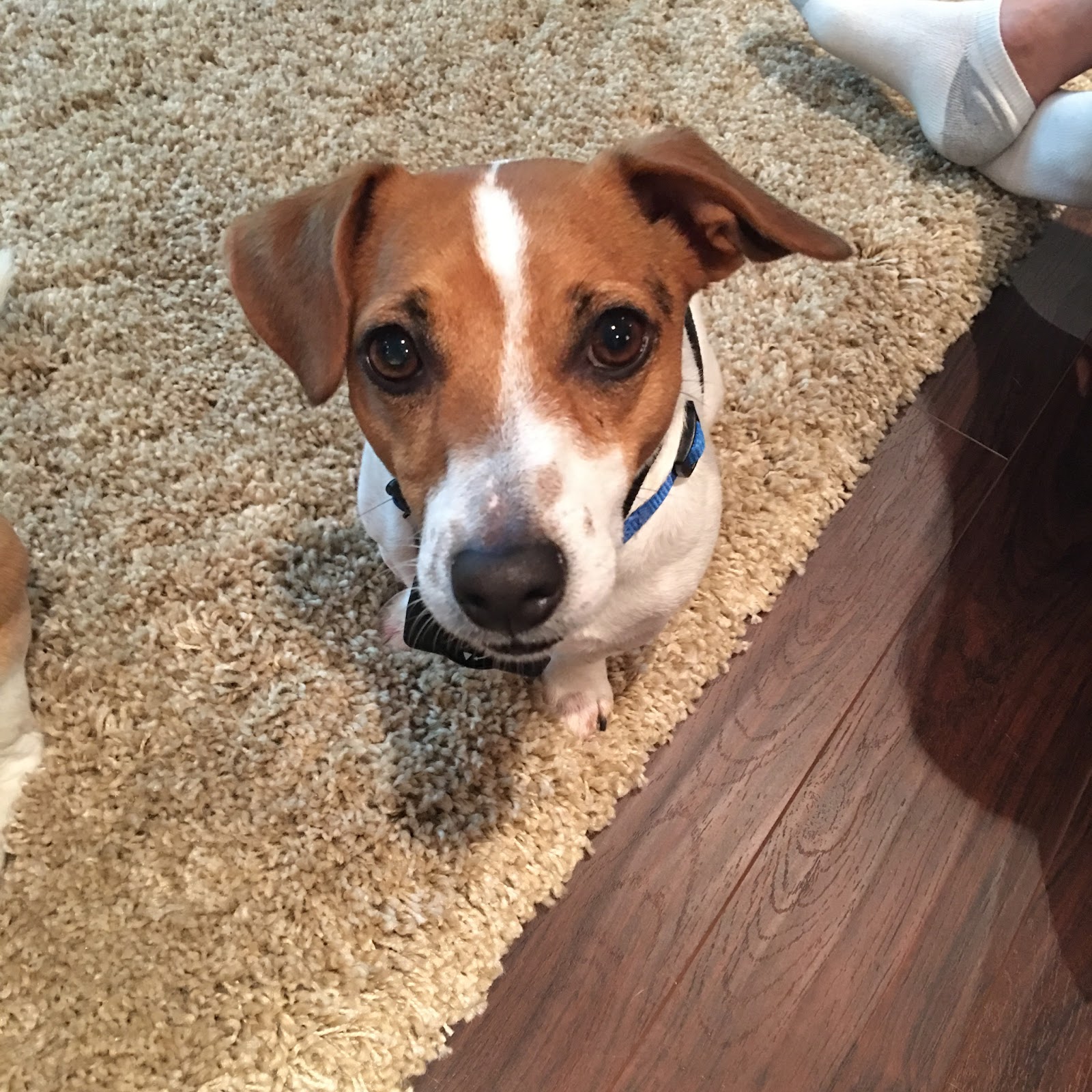 Veterinary Allergy and Dermatlgy - Richfield , United States