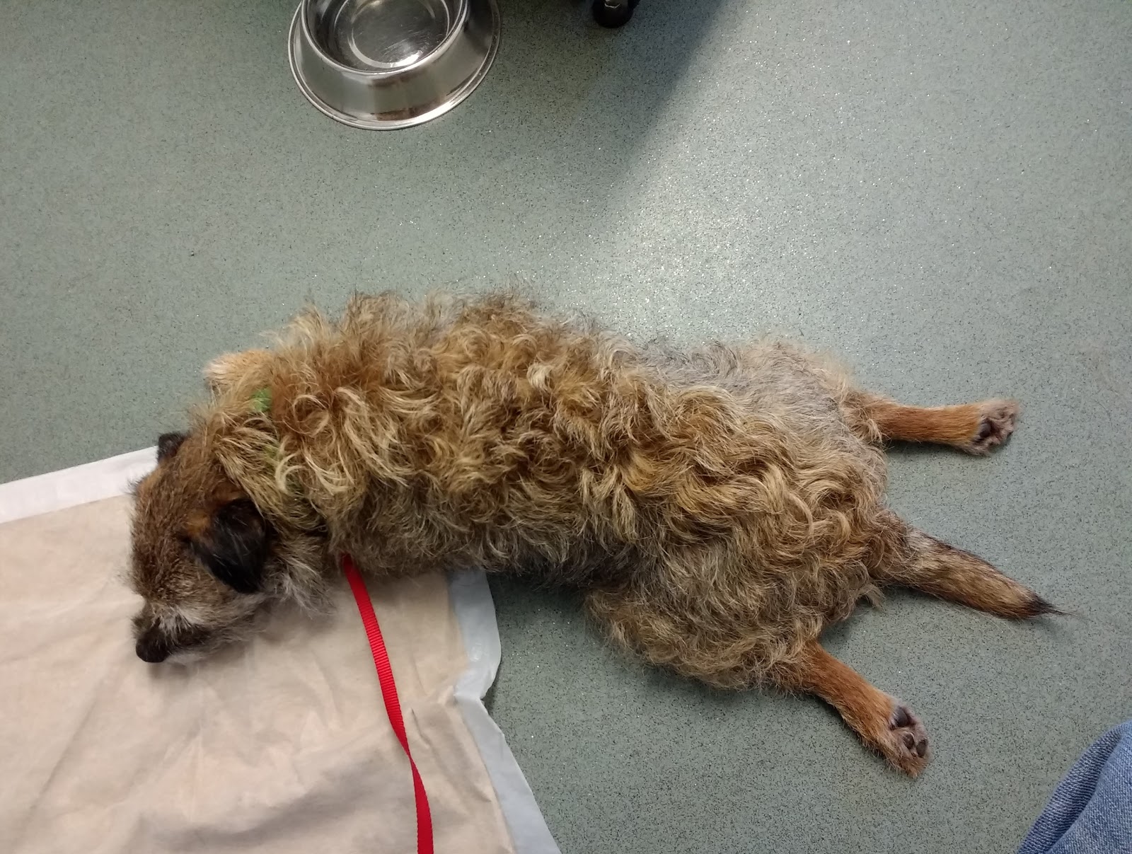 Greenside Vets In Melrose - Melrose , United Kingdom