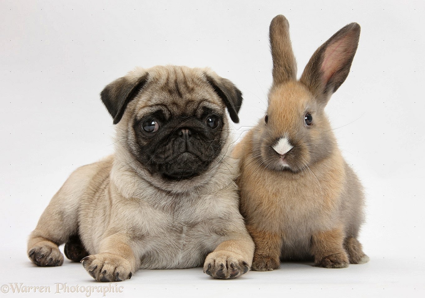 Metropet Veterinary Clinic - Berea , United States