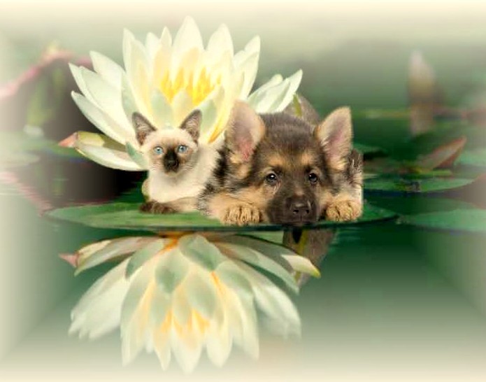 Compassionate Care Vet Services - San Antonio , United States