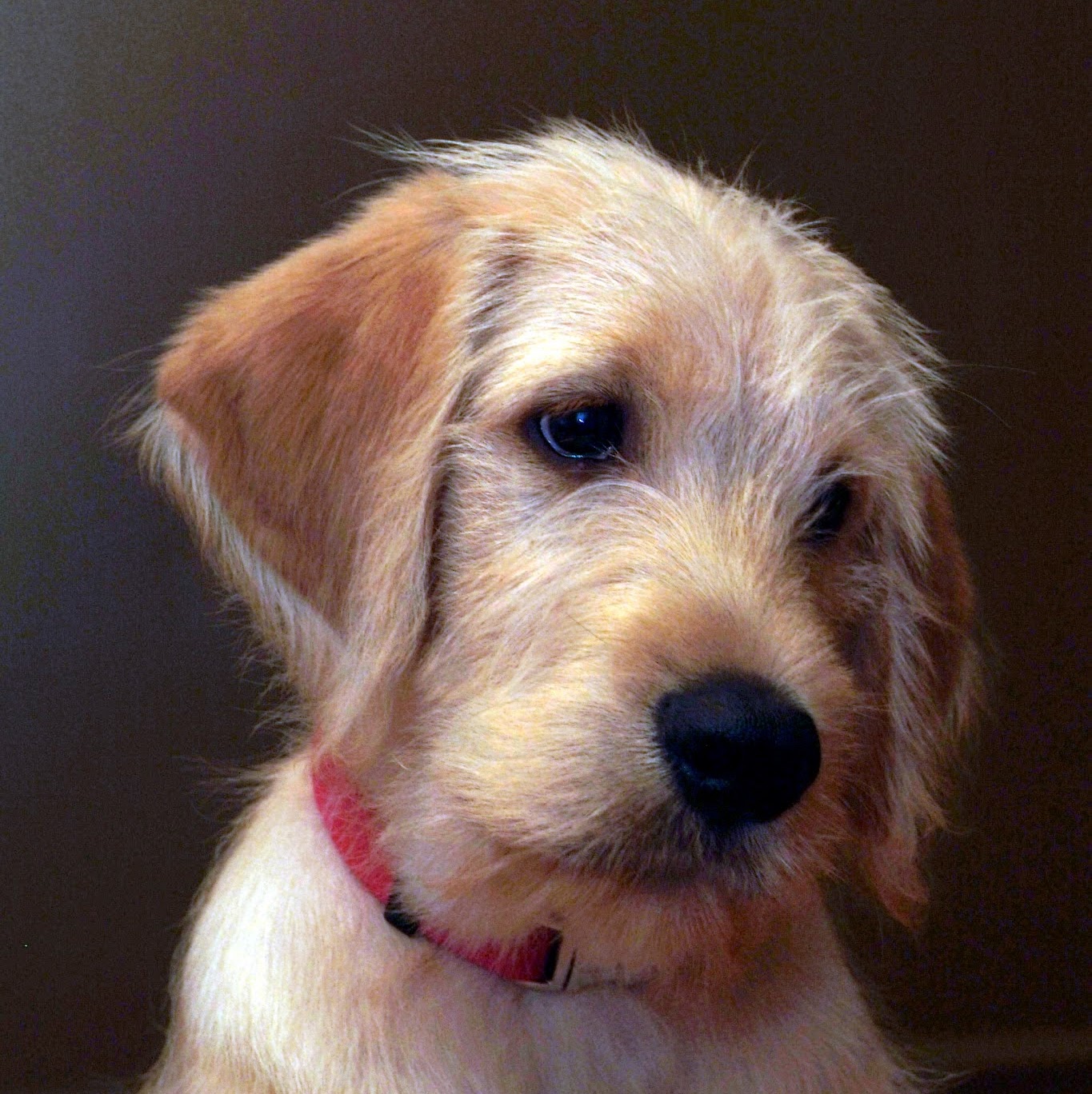 Bessemer Mccalla Animal Clinic - Bessemer , United States