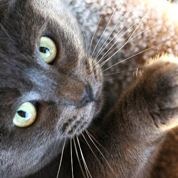 Cats Exclusive Veterinary Center - Shoreline , United States