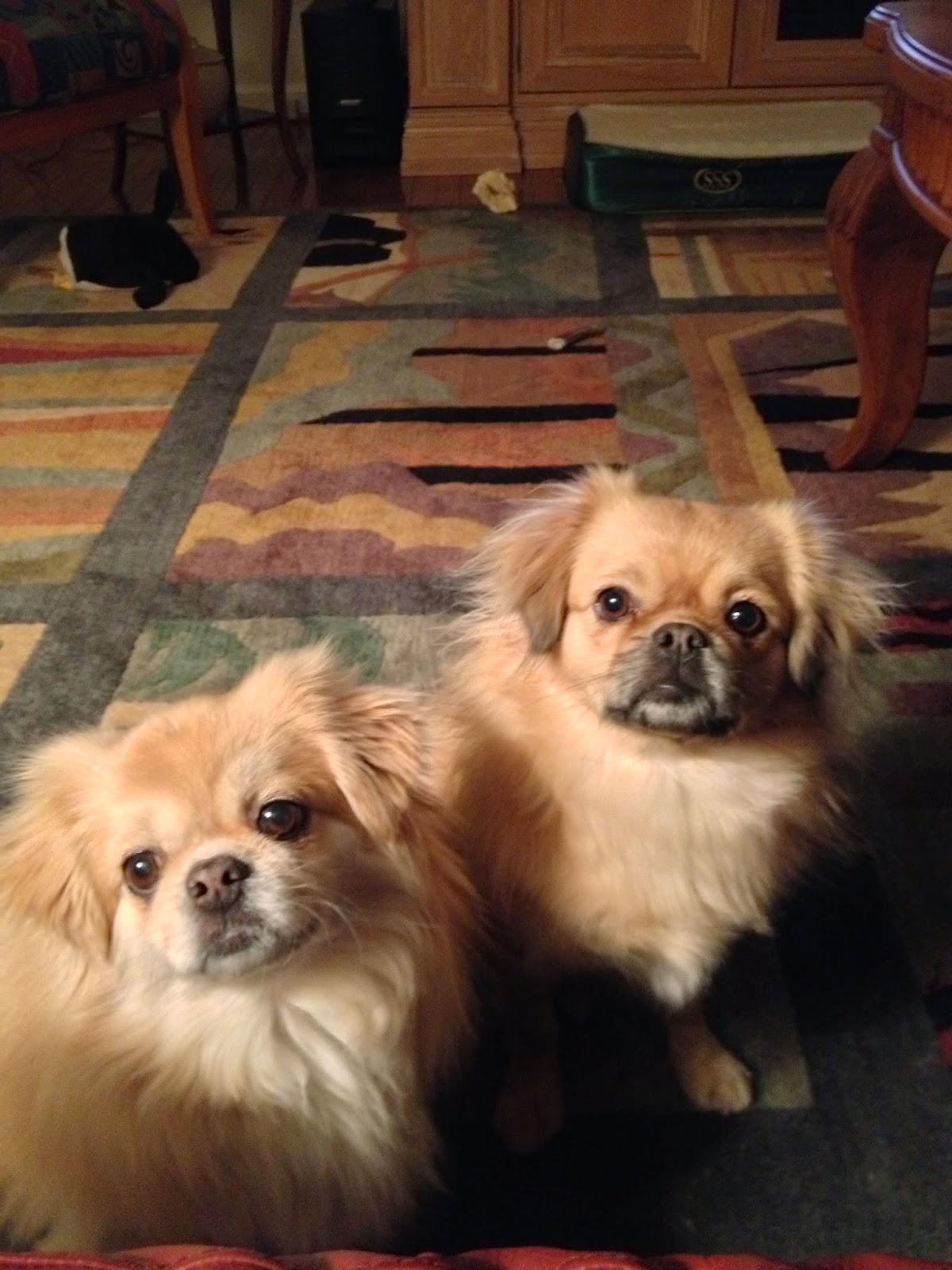 Olney Sandy Spring Veterinary Hospital - Sandy Spring , United States