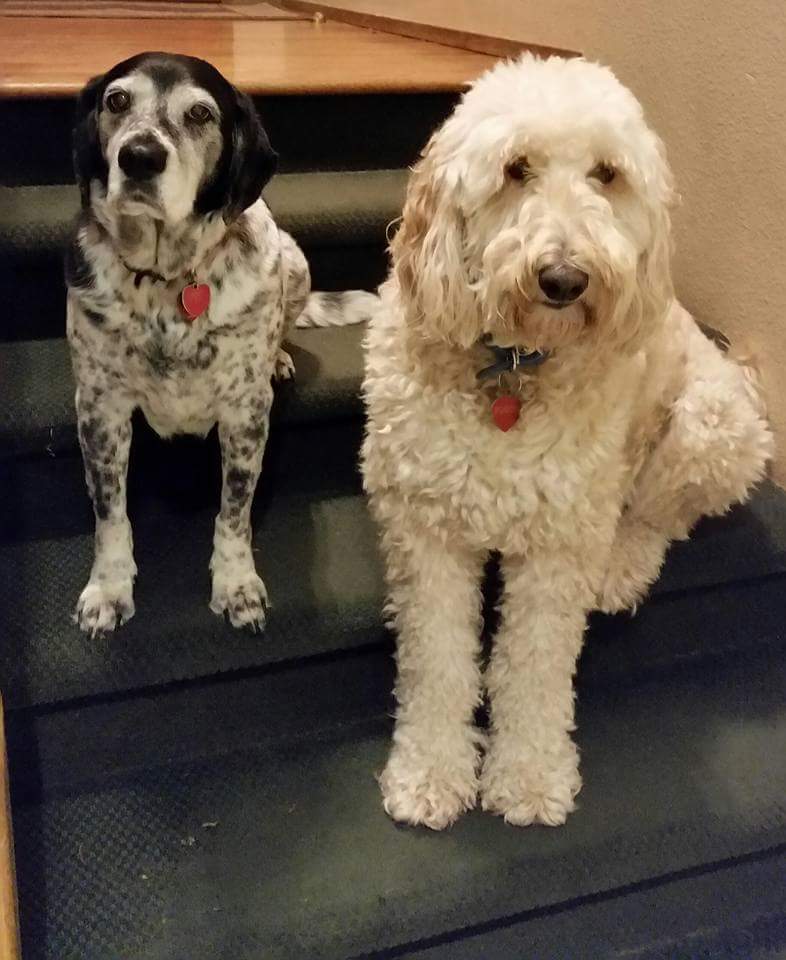 All Care Pet Hospital - Mukilteo , United States
